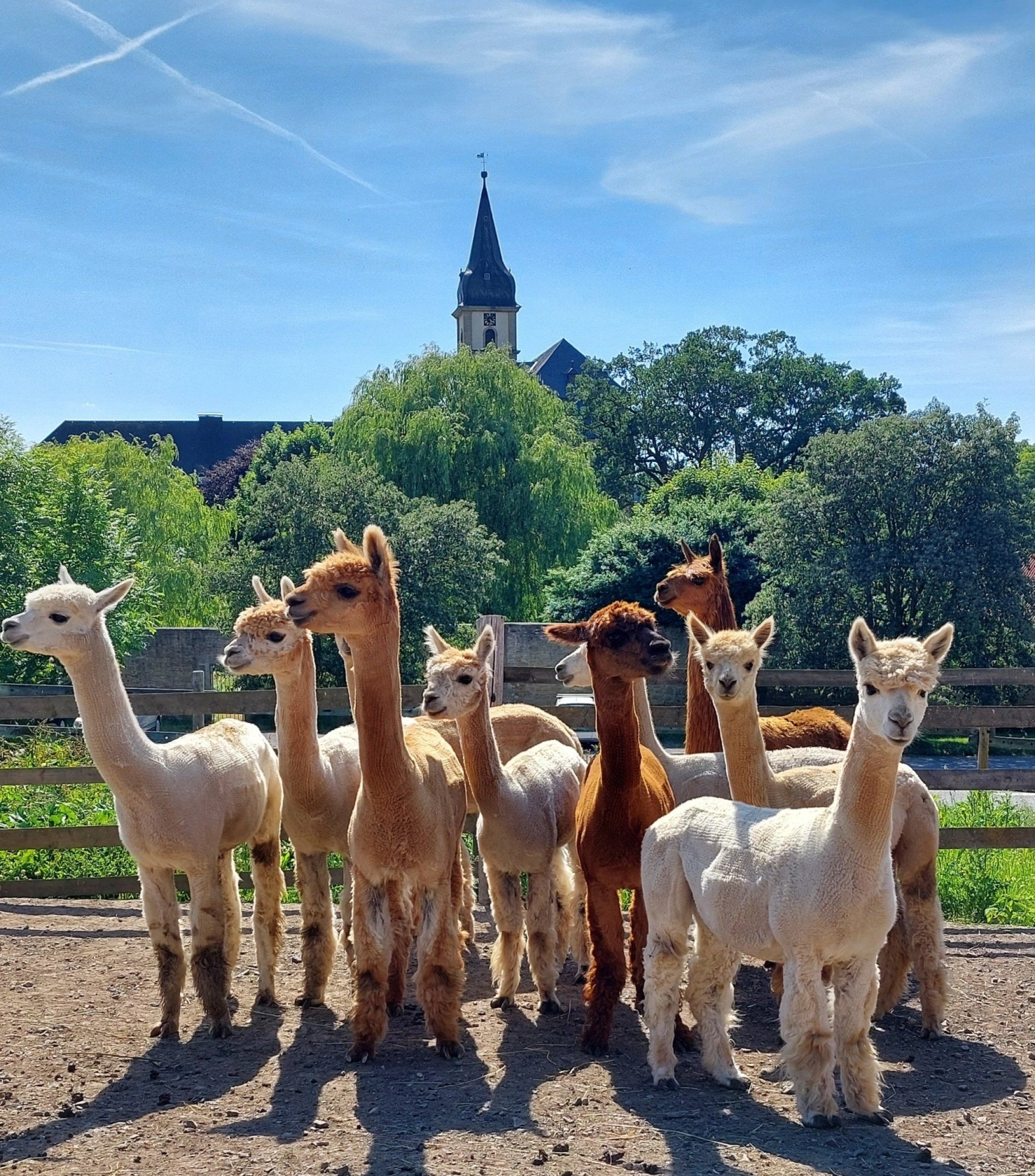 solehotels alpakawanderung